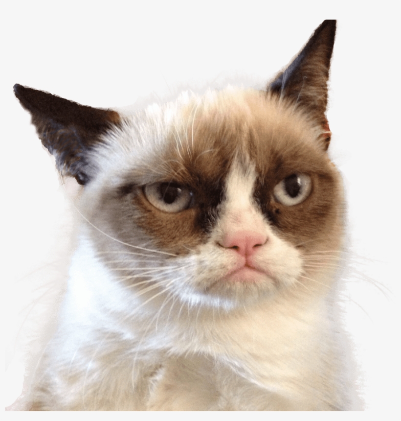 Grumpy Cat Looking Right - Grumpy Cat Png, transparent png download