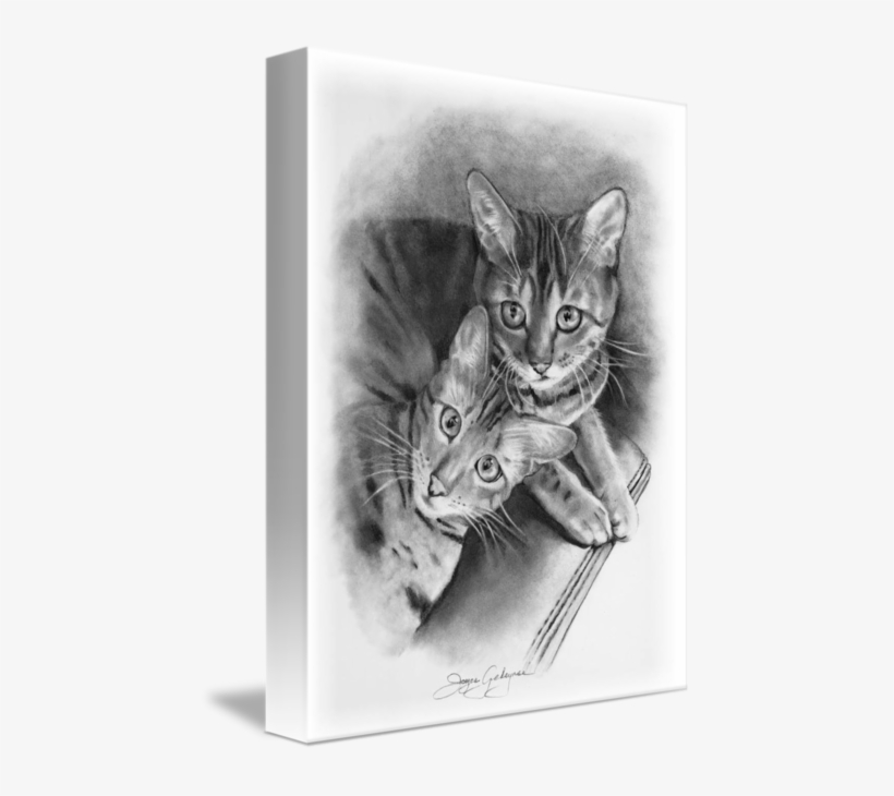 Bengal Cats In Pencil By Joyce Geleynse - Cat, transparent png download