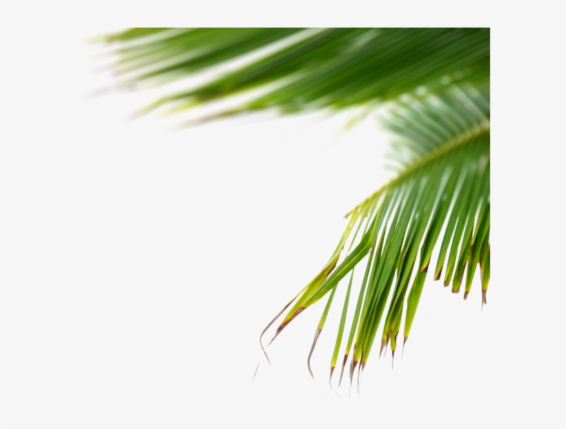 Music For Your Plants - Tumblr, transparent png download