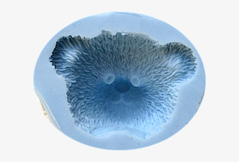 Bear Face - Marine Biology, transparent png download