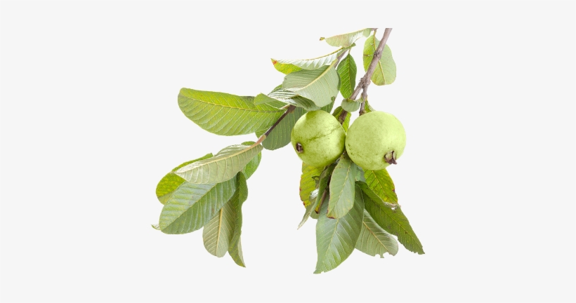 Guava Juice - Common Guava, transparent png download