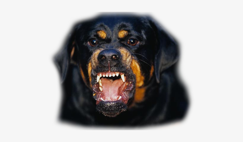 Rottweiler - Rottweiler Danger, transparent png download