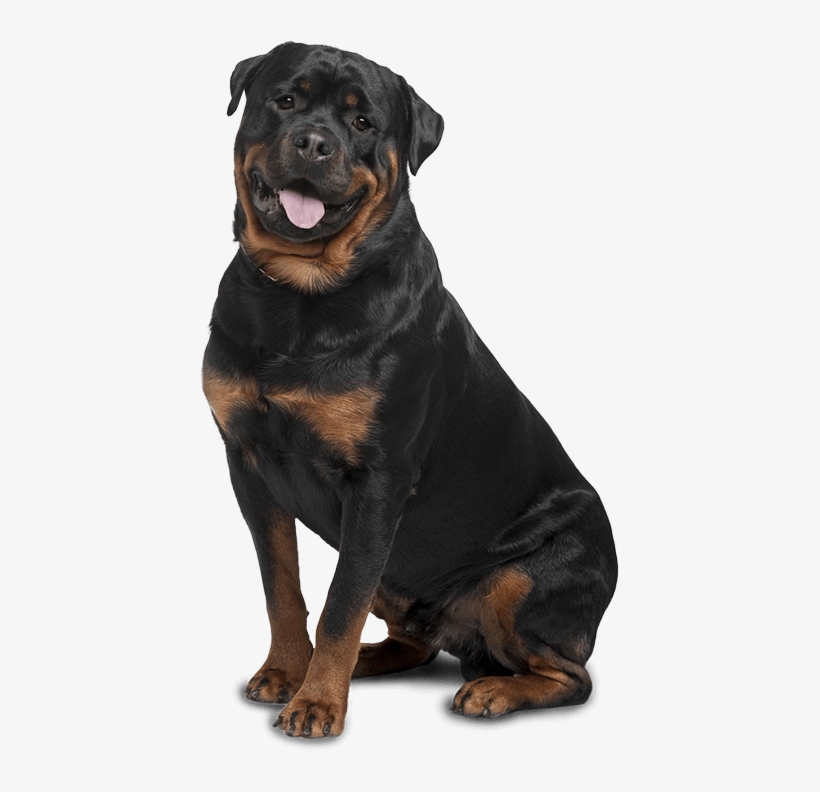 Bad To The Bone Or Misunderstood Png Free Stock - Rottweiler (smart Owner's Guide), transparent png download