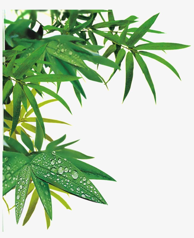 Realistic Bamboo Leaf Design Transparent Decorative - False 1pcs Reusable Washable Baby Cloth Diaper Nappy, transparent png download