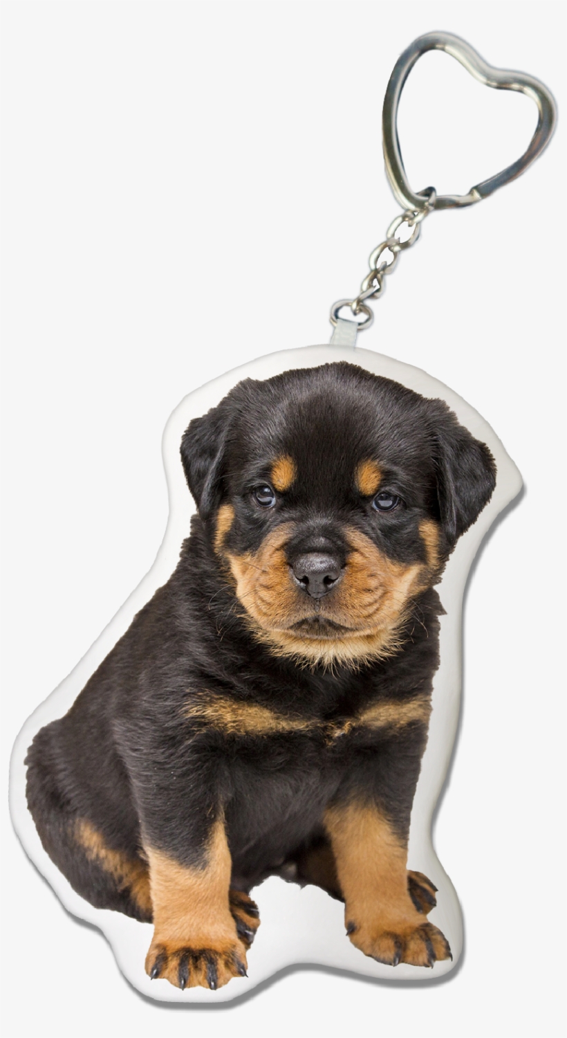 Nomes Para Cachorro Rottweiler, transparent png download