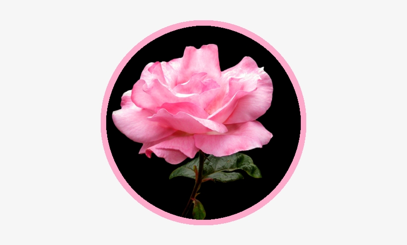 Rose Clipart Example Black Background - Team Sports America University Of Michigan Pop Up Fan, transparent png download
