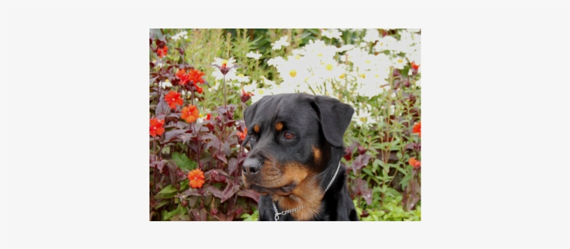 Our Latest And Greatest News - Rottweiler, transparent png download