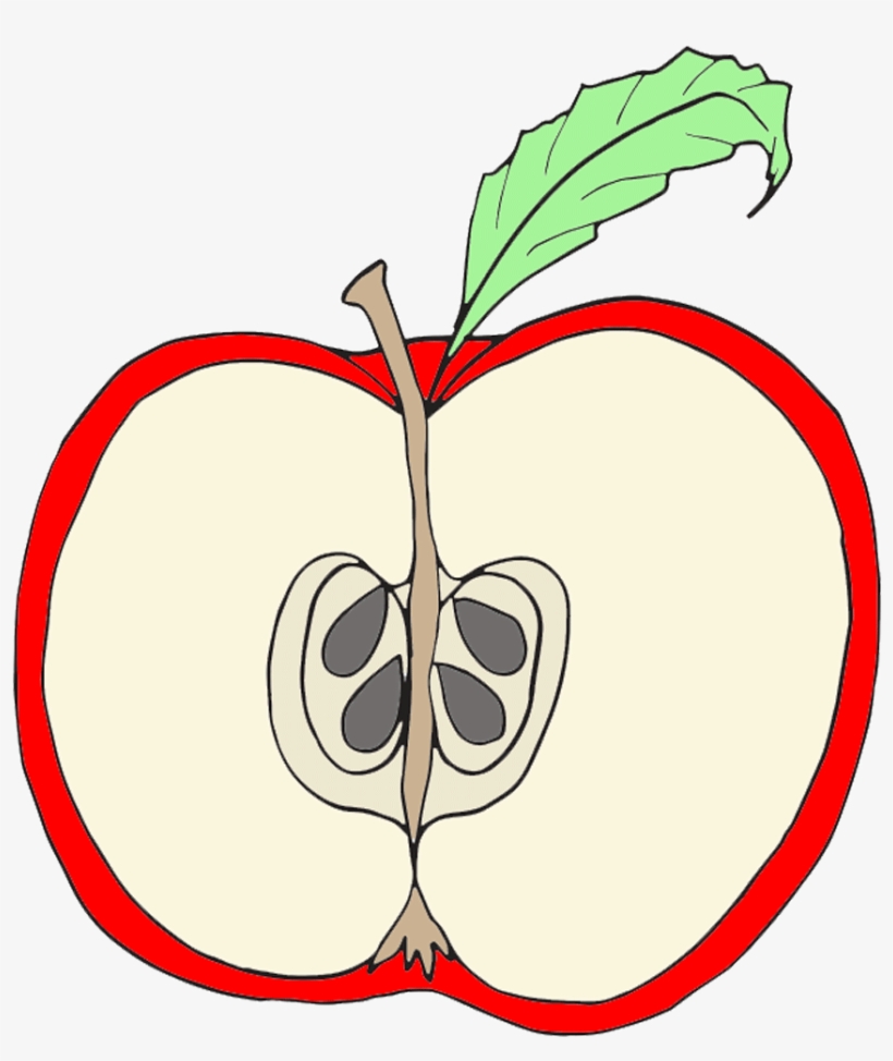 Parts Of An Apple Clipart, transparent png download