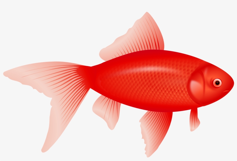 Red <b>fish</b> Png Image - Webp Image Example, transparent png download