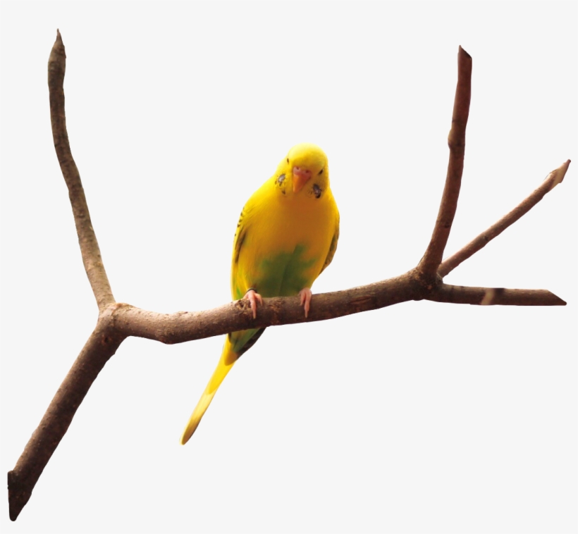 Bird Nature Naturaleza Pajaro Rama Plantas - Quran, transparent png download