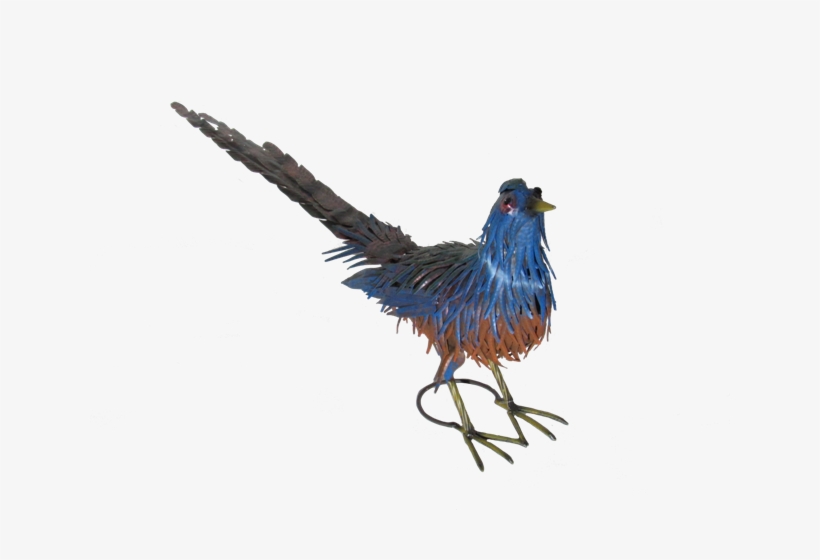 Coucal, transparent png download