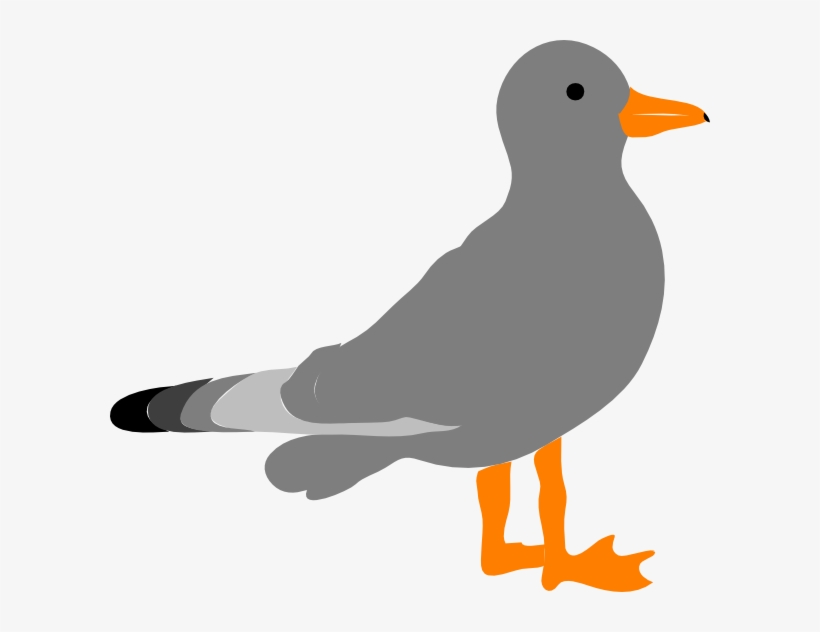 Cartoon Picture Of Seagull Clipart Clipartbarn Seagull Clipart Translucent Background Transparent Png 600x552 Free Download On Nicepng
