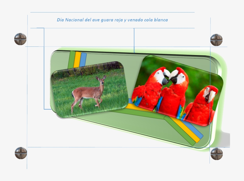 La Guacamaya O Guara Roja Ha Sido Seleccionada Como - Venado Cola Blanca De Honduras, transparent png download