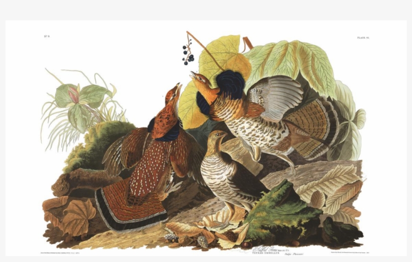 Ruffed Grouse - Giclee Painting: Audubon's Illustration From 'birds, transparent png download