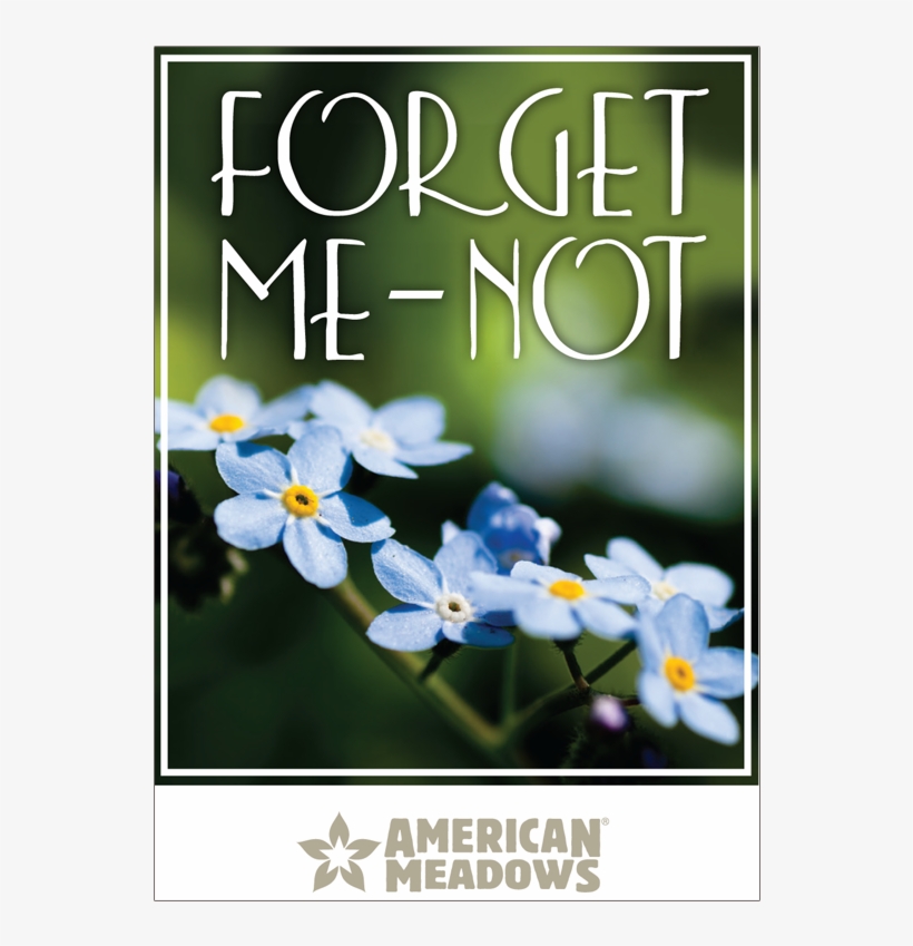 Feather Reed Grass Png, transparent png download