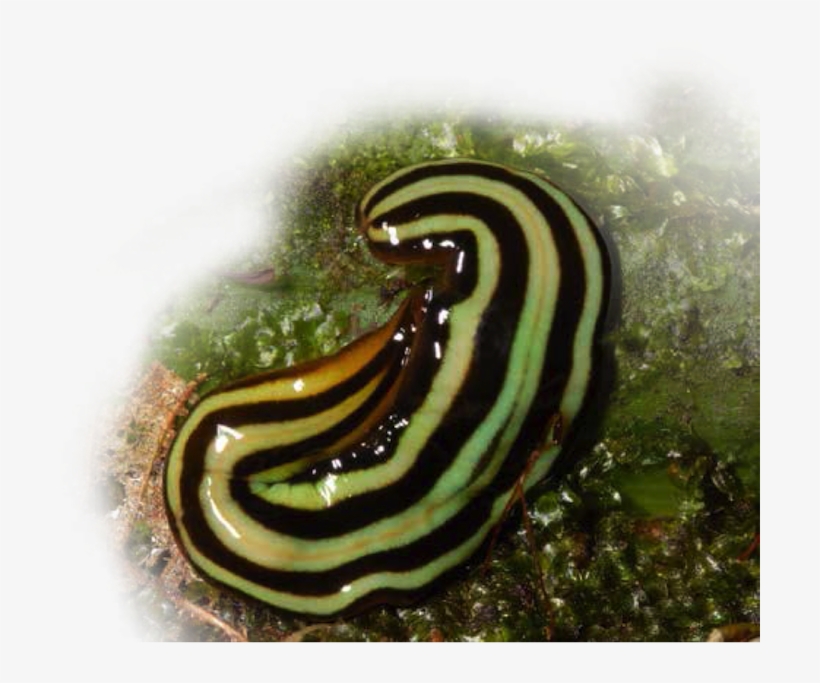 Amazonian Land Planarian - Snails And Slugs, transparent png download
