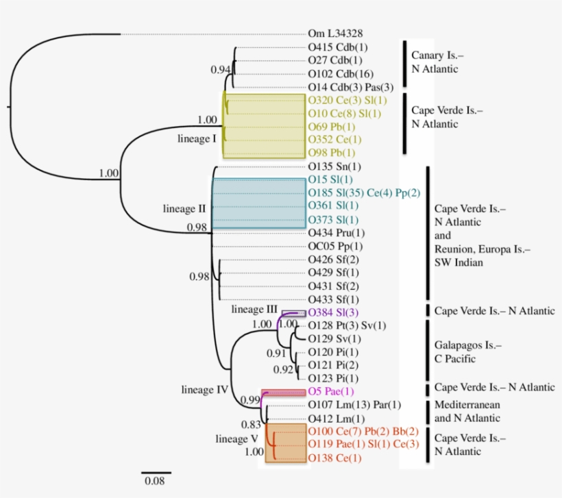 Worldwide Phylogenetic Tree Of Ornithodoros Ticks Based - Diagram, transparent png download