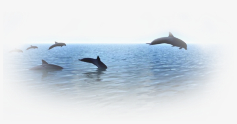Vaporwave Dolphin Png, transparent png download