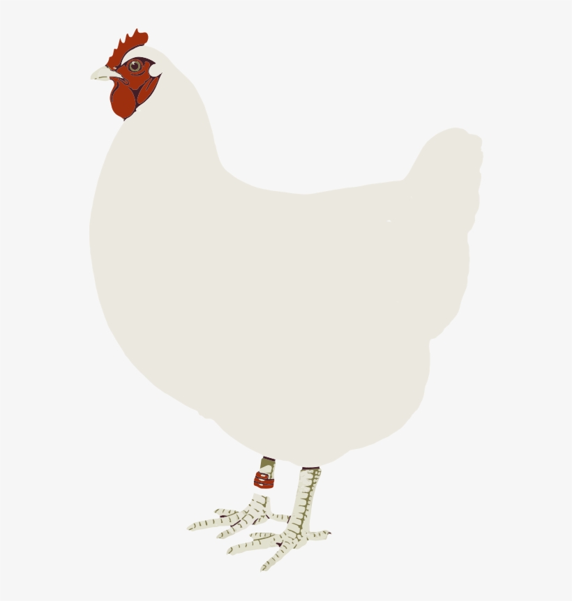 Chicken Clip Art - Hen White Clipart, transparent png download