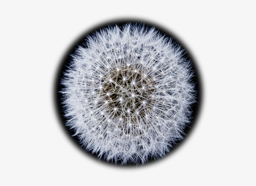 Circular-dandelion1 - Zero Repeat Forever [book], transparent png download