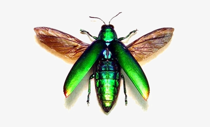 Flying Bug Png Transparent Image, transparent png download