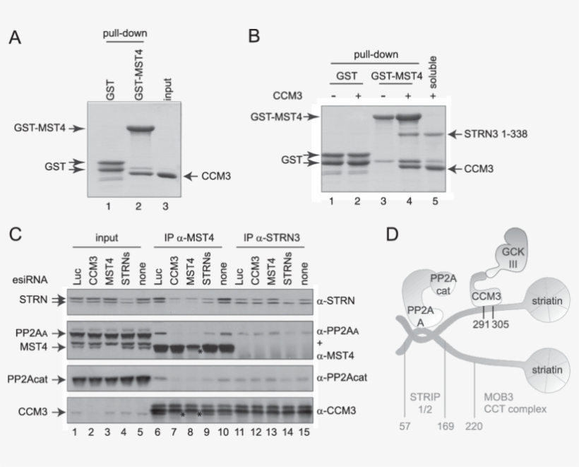Striatin And Ccm3 Bridge The Kinase And Phosphatase, transparent png download
