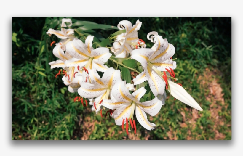 There Was Quite A Strong Wind [see Video Below], No, transparent png download