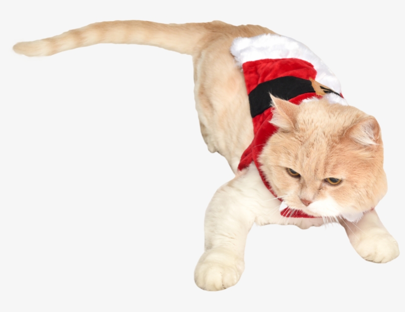 Cat In Santa Costume - Santa Suit, transparent png download