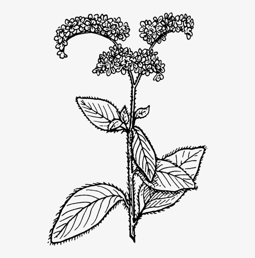 All Photo Png Clipart - Heliotropium, transparent png download