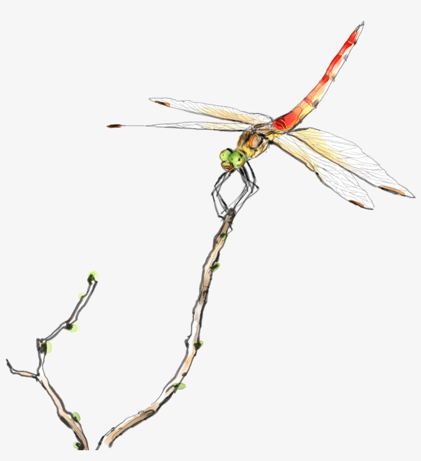 Svg Transparent Stock Transparent Small For Free Download Dragonfly Graphic Transparent Png 1181x1181 Free Download On Nicepng