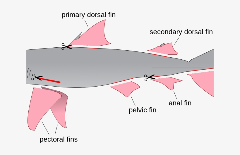 Whale Shark Clipart Wiki, transparent png download