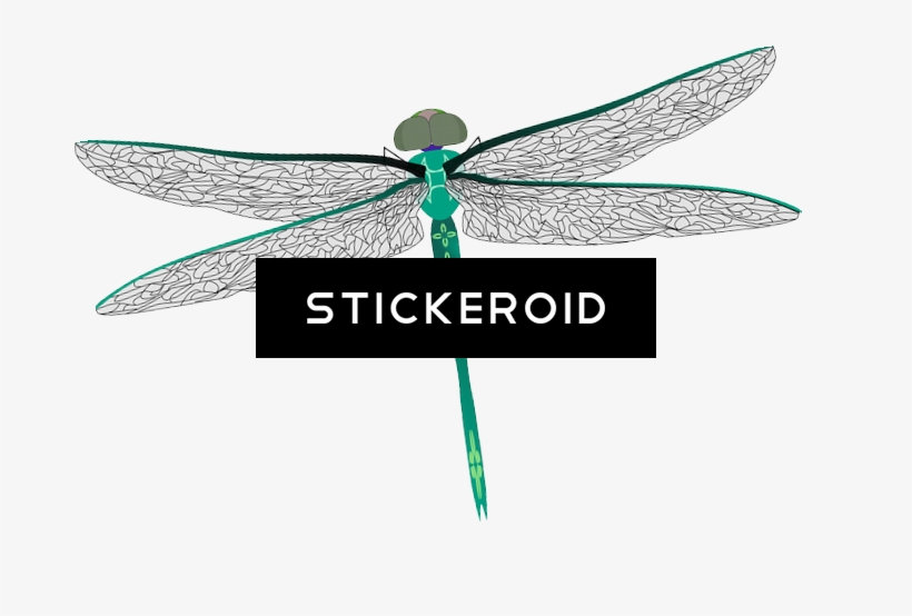 Dragonfly Insects - Dragonfly, transparent png download
