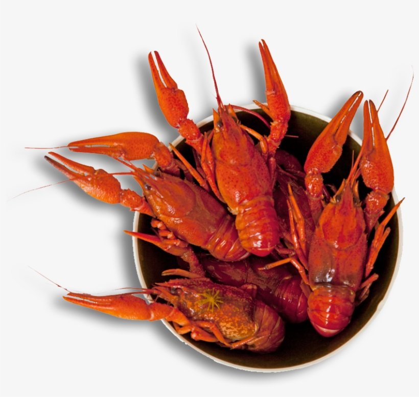 Louisiana Svg Crawfish Banner Library Library - Crayfish, transparent png download