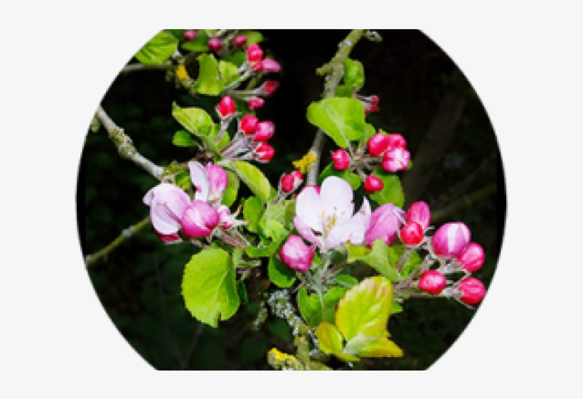 Spring Clipart Apple Tree - Spring, transparent png download