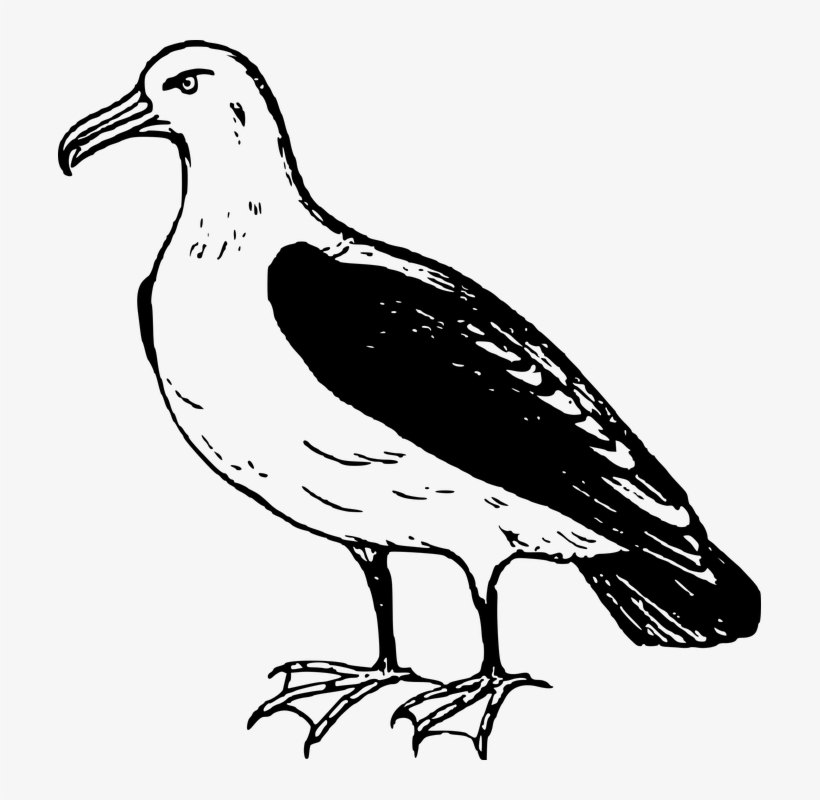 Image Free Download Transparent Png Stickers Water - Black Footed Albatross Png, transparent png download