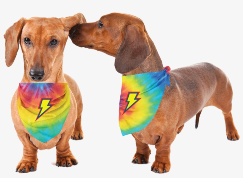 Thunderpets Pet Bandana For Your Dog Or Cat To Sport - Weiner Dog Png, transparent png download