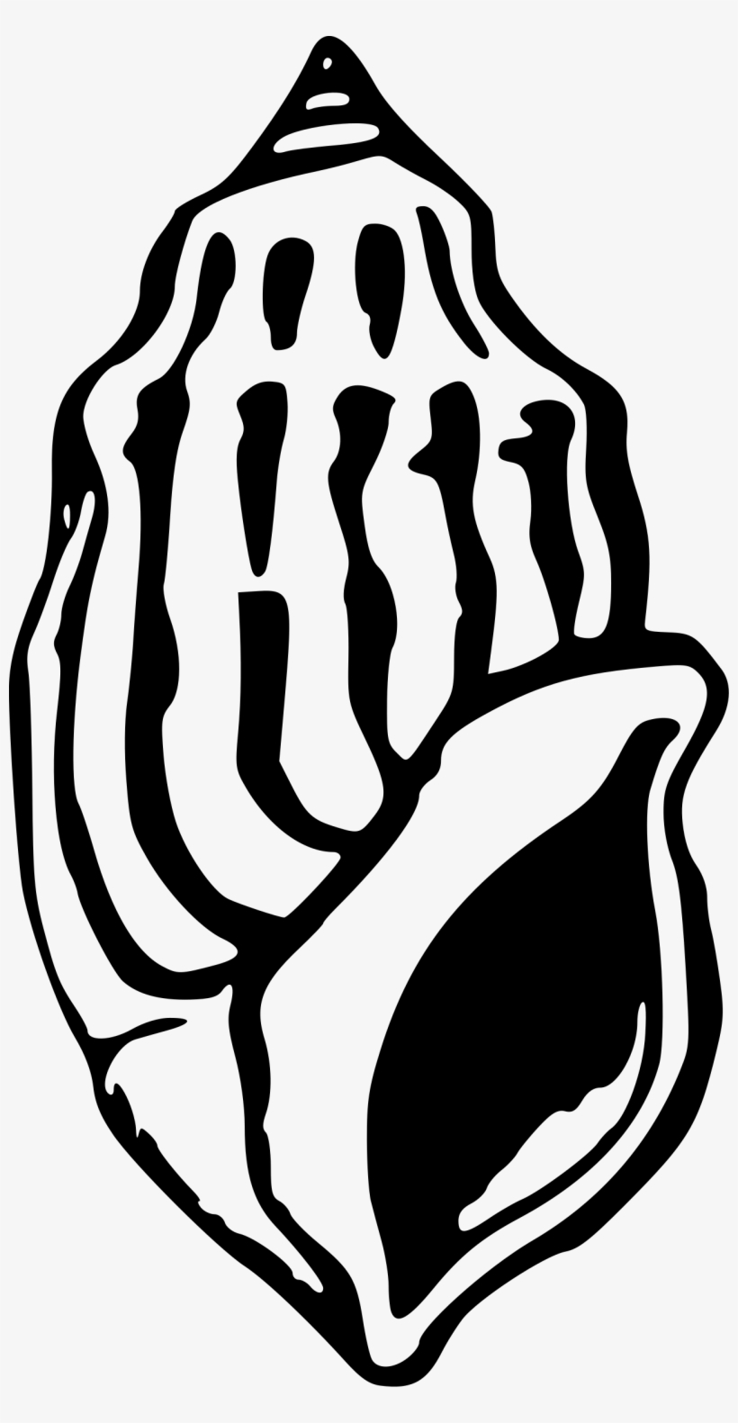 Seashell 3 By Firkin - หอย ทะเล Clipart Black And White, transparent png download