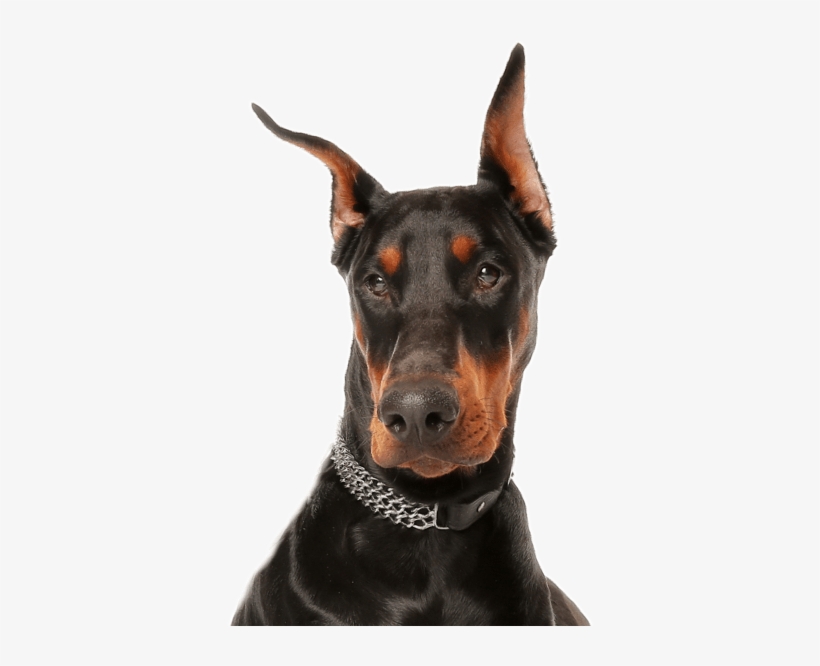 angry doberman pinscher