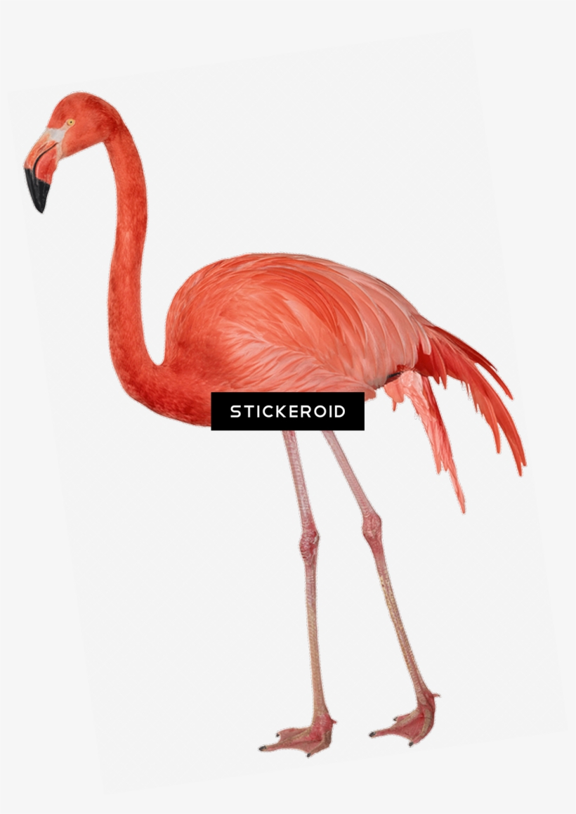 Flamingo Sideview, transparent png download