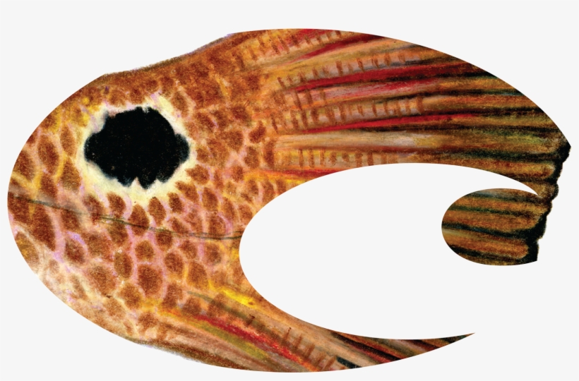 Costa Logo Redfish Decal - Costa Redfish Decal, transparent png download