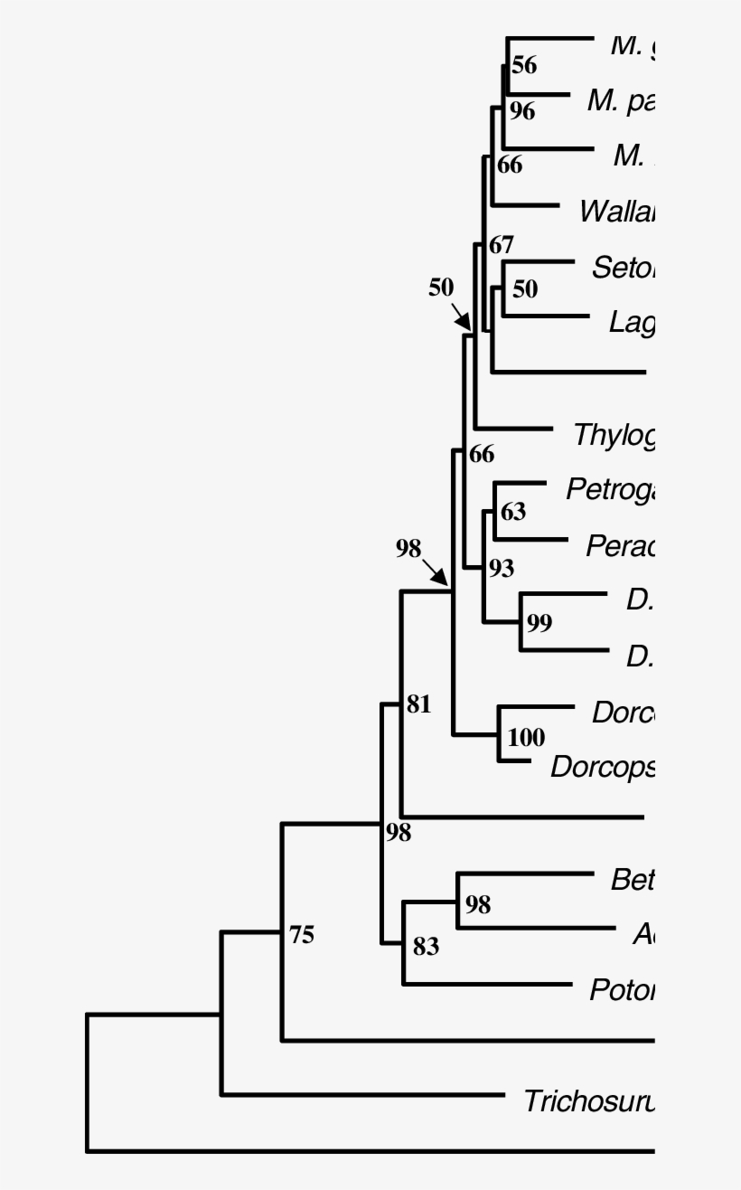 Maximum Likelihood Phylogram Based On The Combined - Diagram, transparent png download