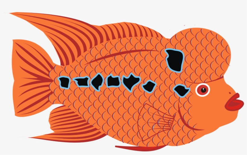 Flower Horn Bony Fishes Goldfish Drawing - Goldfish, transparent png download