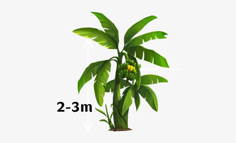 Yellow Banana Trees - Banana Trees Images Png, transparent png download