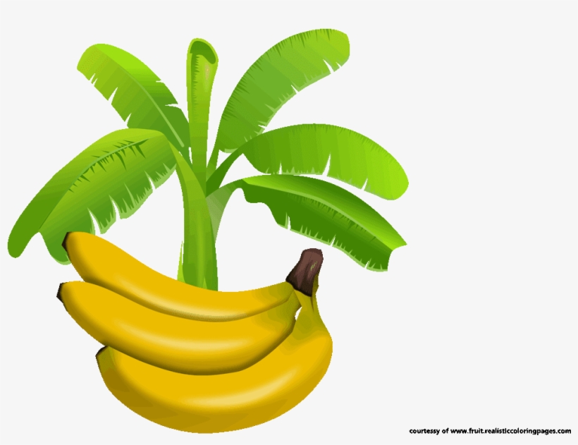 Banner Free Download Amazing Look Download It For Free - Banana Tree Hd Png, transparent png download