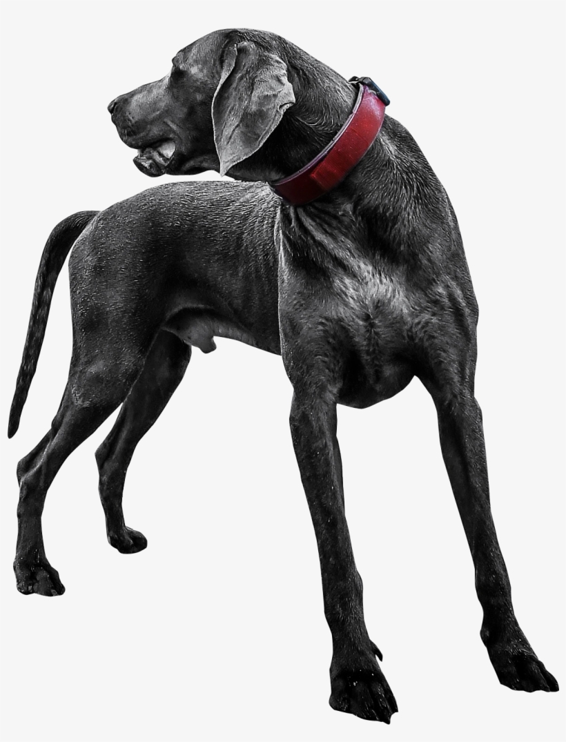 Banner Royalty Free Stock Png Image Dogs Puppy - Png Dog Hd Photo Download, transparent png download