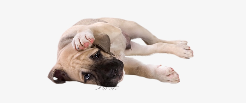 Little Dog Png Clipart - Transparent Little Dog, transparent png download