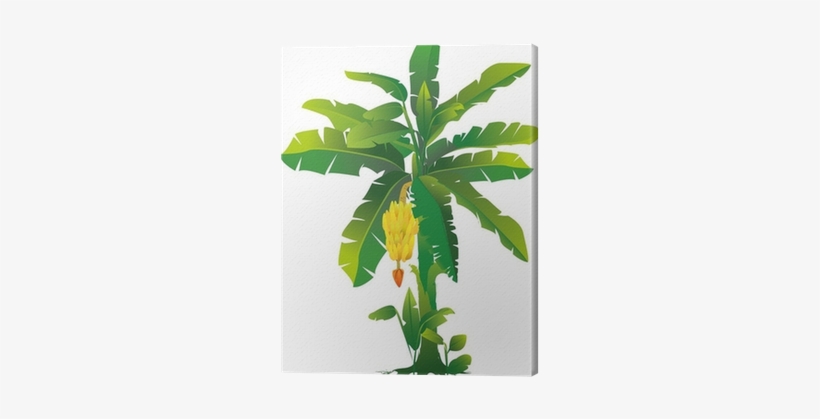 Banana Plant Clipart, transparent png download