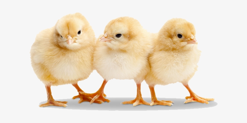 Baby Chicken Transparent Png - Baby Chicks Png, transparent png download