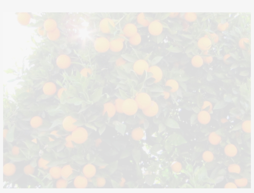 Jabuticaba, transparent png download