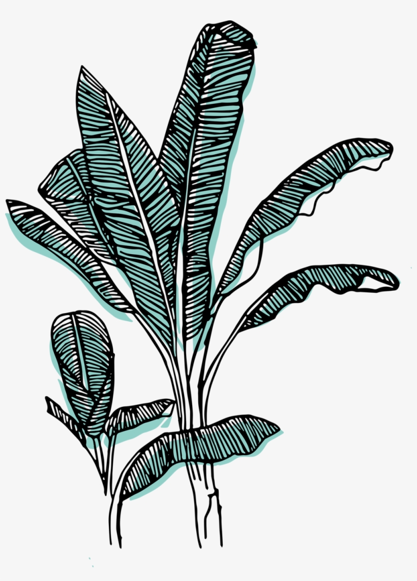 Wild Mala Banana Tree Green, transparent png download